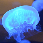 蒼海水月